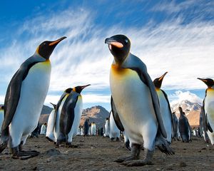 Превью обои пингвины, королевские, колония, антарктида, южная георгия, земля, горы, небо
