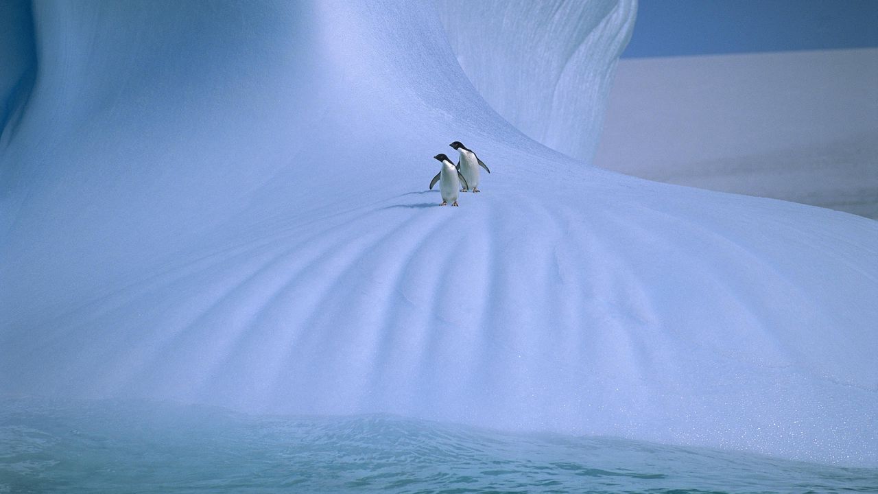 Обои пингвины, лед, снег, холод, пара, прогулка