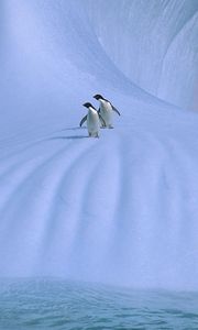 Превью обои пингвины, лед, снег, холод, пара, прогулка