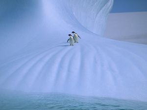 Превью обои пингвины, лед, снег, холод, пара, прогулка