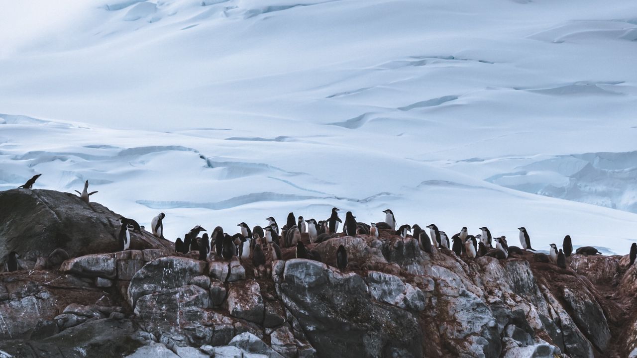 Обои пингвины, ледник, гора, снег, антарктида