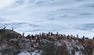 Превью обои пингвины, ледник, гора, снег, антарктида