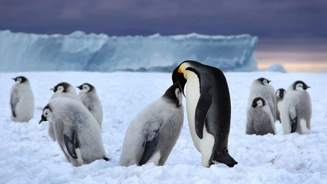 Обои пингвины, ледник, стая, белый, черный, снег