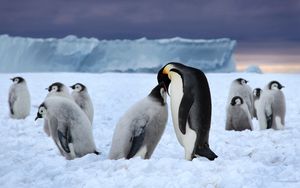 Превью обои пингвины, ледник, стая, белый, черный, снег