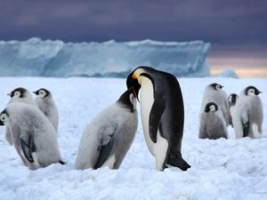 Превью обои пингвины, ледник, стая, белый, черный, снег