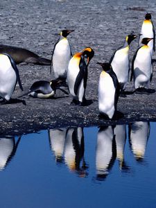 Превью обои пингвины, лето, оттепель