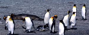 Превью обои пингвины, лето, оттепель