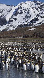 Превью обои пингвины, множество, горы, вода, снег