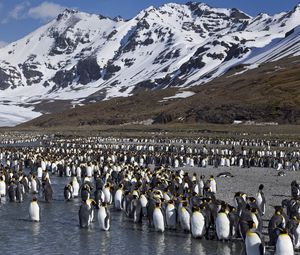 Превью обои пингвины, множество, горы, вода, снег