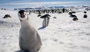Превью обои пингвины, множество, птицы, снег, холод