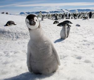 Превью обои пингвины, множество, птицы, снег, холод