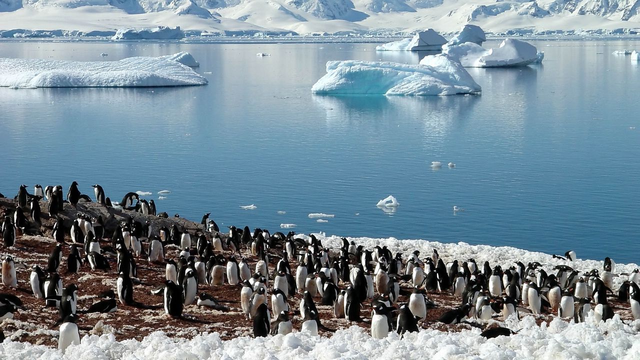 Обои пингвины, море, ледники, стая, север, весна