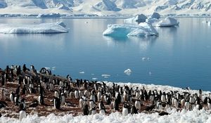 Превью обои пингвины, море, ледники, стая, север, весна