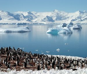 Превью обои пингвины, море, ледники, стая, север, весна