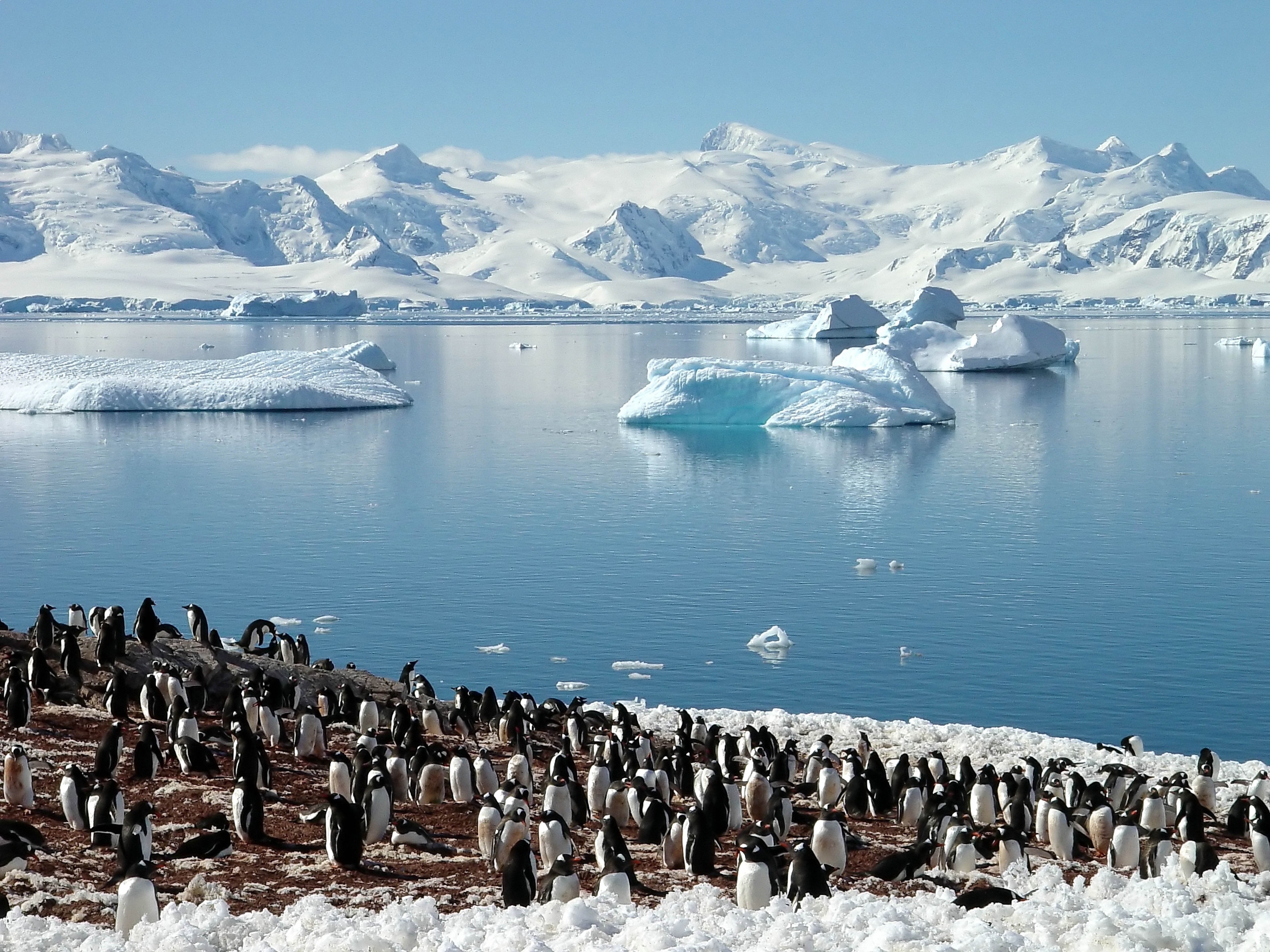 Острова бассейна северного ледовитого океана. Арктика Антарктика Антарктида. Северный Ледовитый океан пингвины. Северный Ледовитый океан Арктика или Антарктика. Море Уэдделла пингвины.