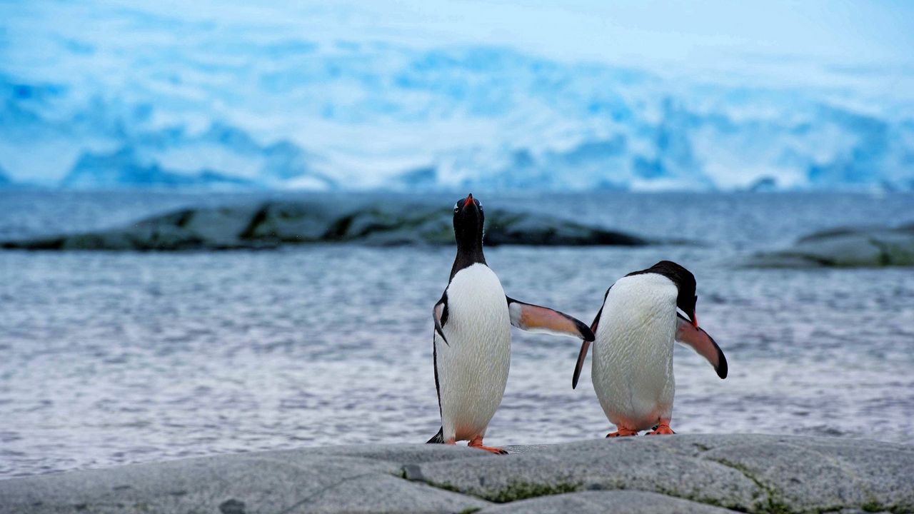 Обои пингвины, пара, берег, антарктида