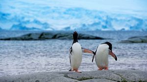 Превью обои пингвины, пара, берег, антарктида