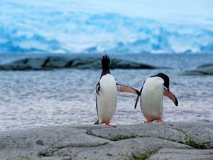 Превью обои пингвины, пара, берег, антарктида