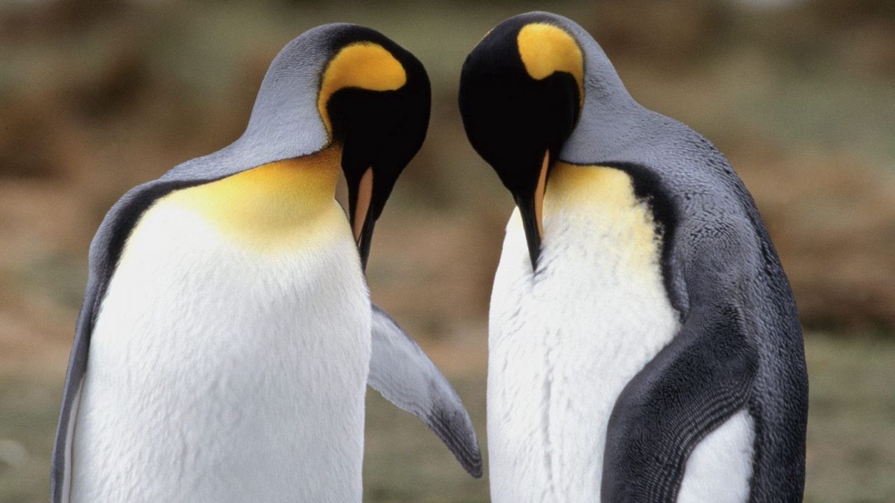 Обои пингвины, пара, прогулка