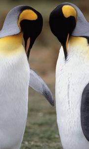 Превью обои пингвины, пара, прогулка