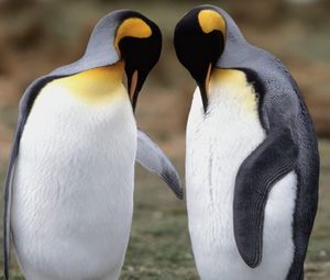 Превью обои пингвины, пара, прогулка