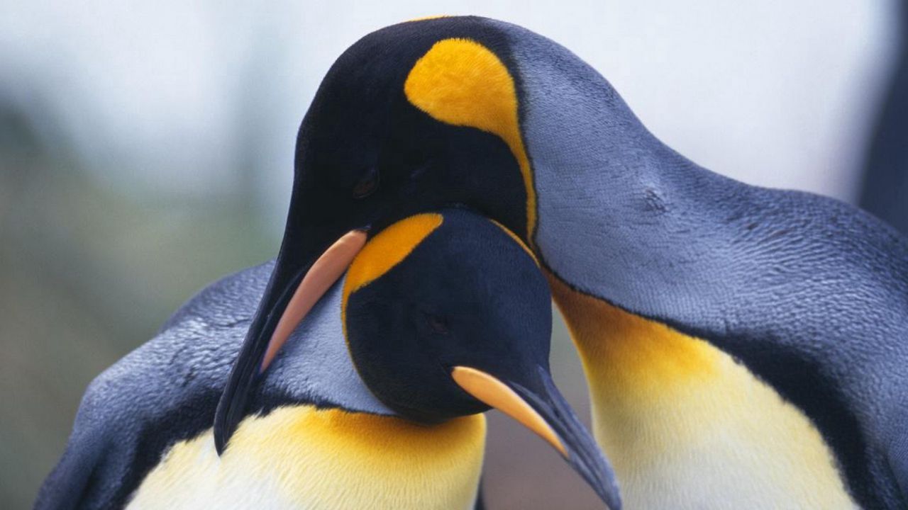 Обои пингвины, пара, птицы, клюв