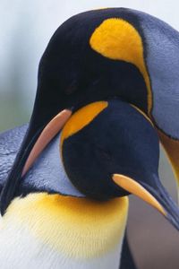 Превью обои пингвины, пара, птицы, клюв