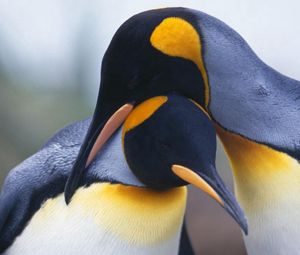 Превью обои пингвины, пара, птицы, клюв