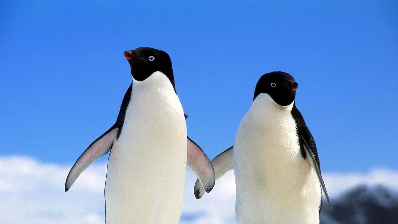 Обои пингвины, пара, север, зима