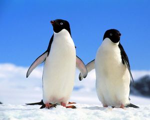 Превью обои пингвины, пара, север, зима