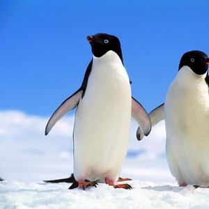 Превью обои пингвины, пара, север, зима