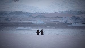 Превью обои пингвины, пара, снег, прогулка