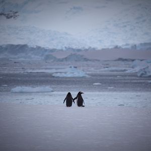 Превью обои пингвины, пара, снег, прогулка