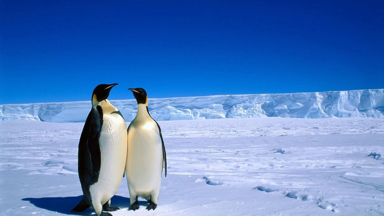 Обои пингвины, пара, снег, лед, антарктида, зима