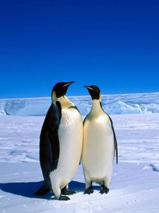 Превью обои пингвины, пара, снег, лед, антарктида, зима