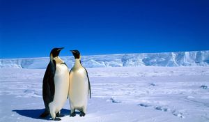 Превью обои пингвины, пара, снег, лед, антарктида, зима