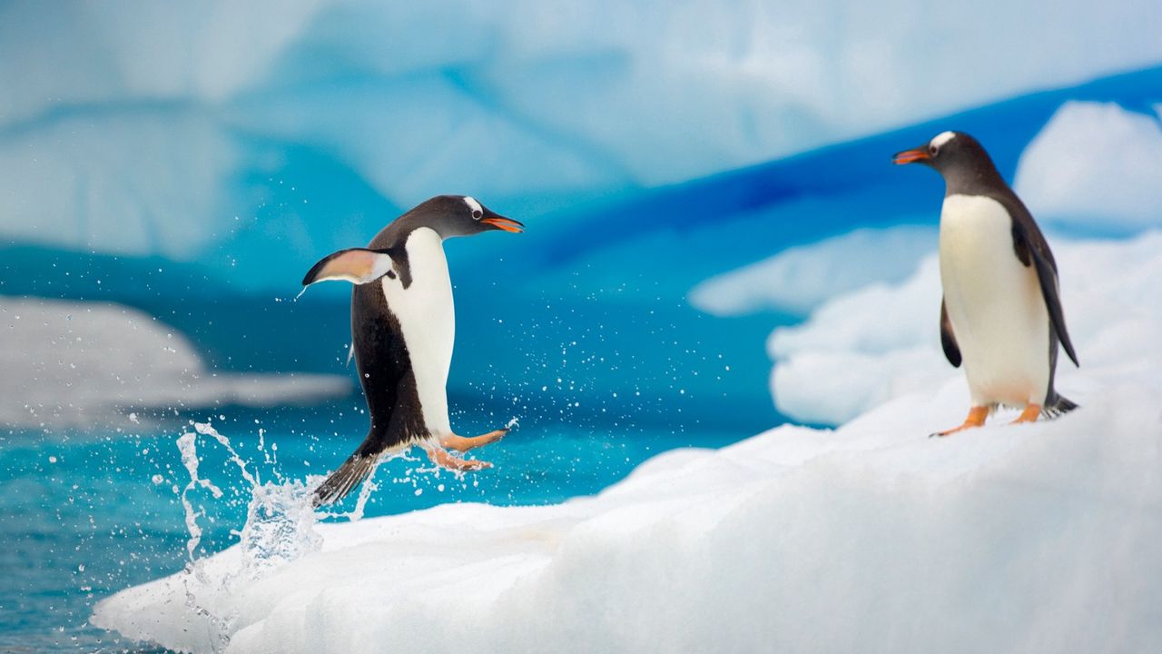 Обои пингвины, пара, снег, лед, арктика, прыжок, антарктида