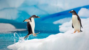 Превью обои пингвины, пара, снег, лед, арктика, прыжок, антарктида