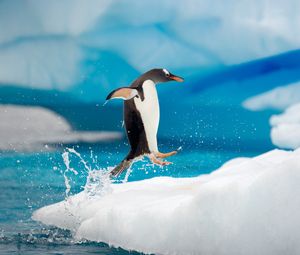 Превью обои пингвины, пара, снег, лед, арктика, прыжок, антарктида