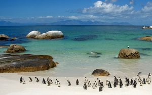 Превью обои пингвины, песок, небо, берег, камни, море, океан