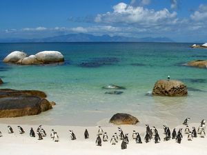 Превью обои пингвины, песок, небо, берег, камни, море, океан