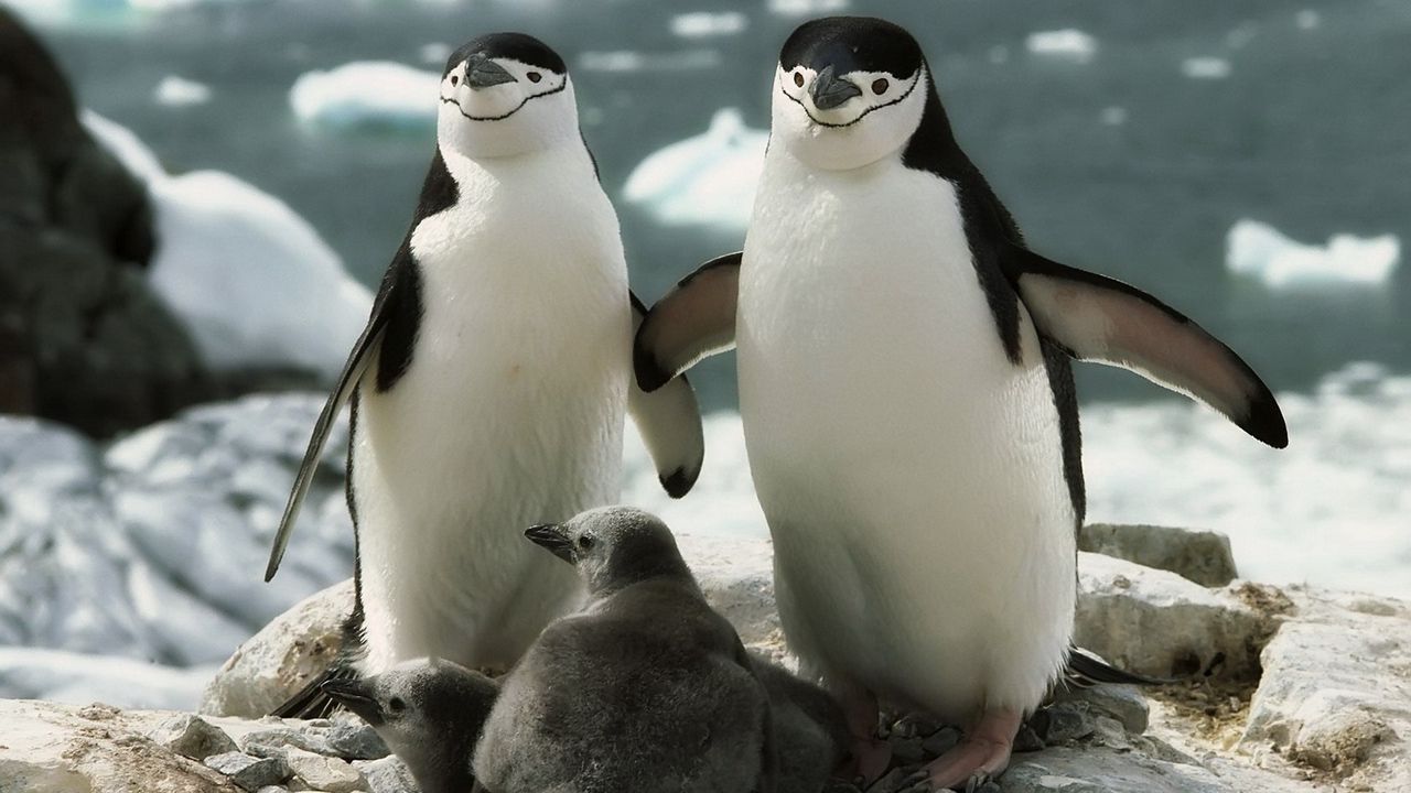 Обои пингвины, прогулка, семья, детеныш, забота