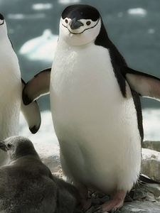 Превью обои пингвины, прогулка, семья, детеныш, забота