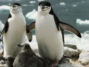 Превью обои пингвины, прогулка, семья, детеныш, забота
