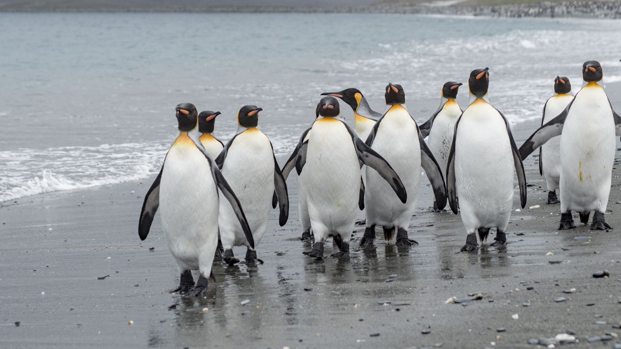 Обои пингвины, птицы, берег, дикая природа