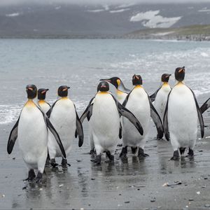 Превью обои пингвины, птицы, берег, дикая природа