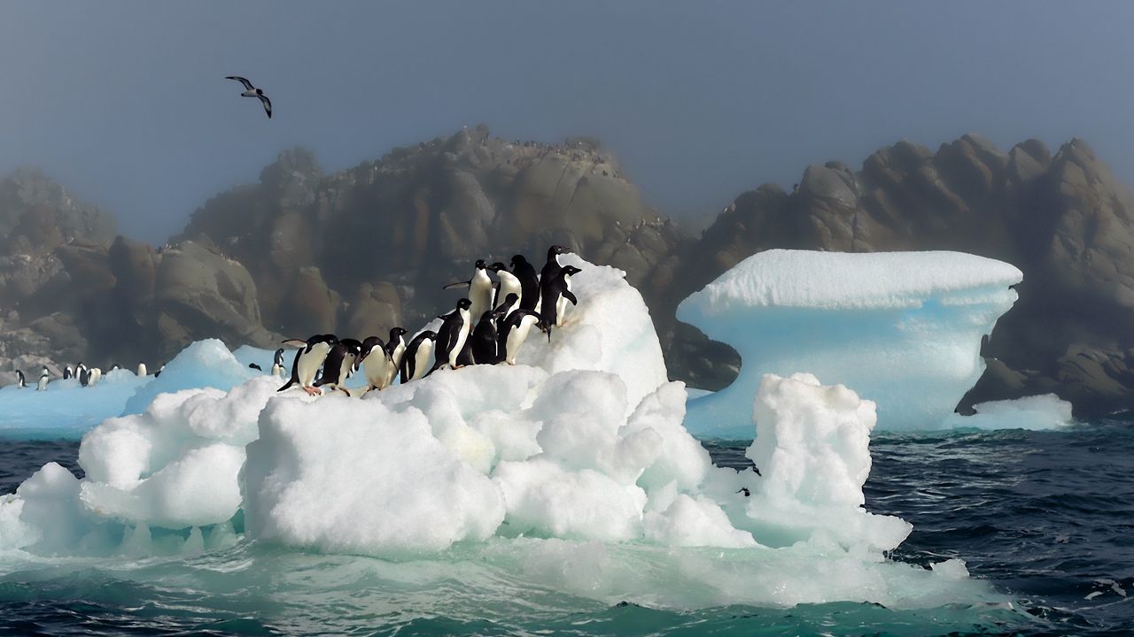 Обои пингвины, птицы, прыжок, снег, вода, антарктида