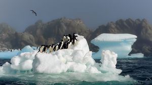 Превью обои пингвины, птицы, прыжок, снег, вода, антарктида