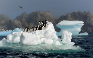Превью обои пингвины, птицы, прыжок, снег, вода, антарктида