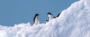 Превью обои пингвины, птицы, снег, дикая природа